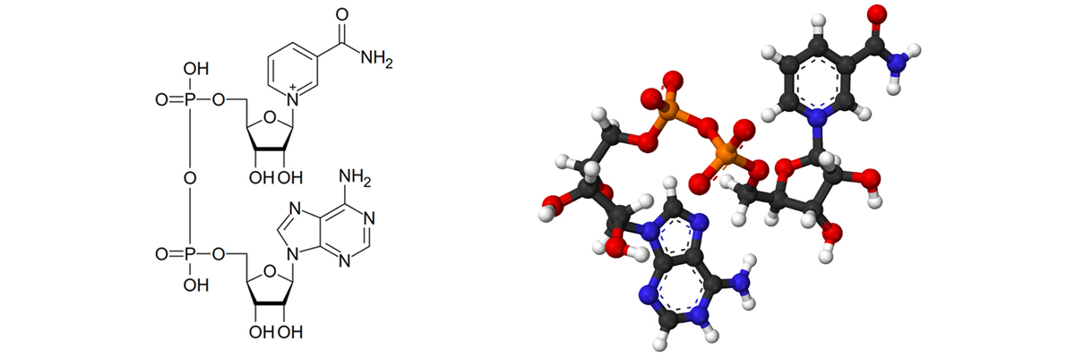 Nicotinamide Adenine Dinucleotide Nad Nicotinamide Adenine Dinucleotide Nad