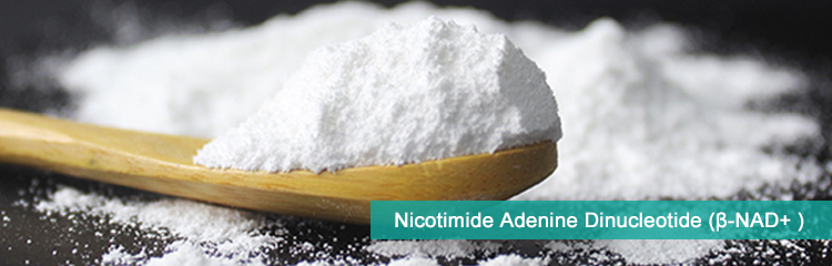 Nicotinamide Adenine Dinucleotide Nicotinamide Adenine Dinucleotide