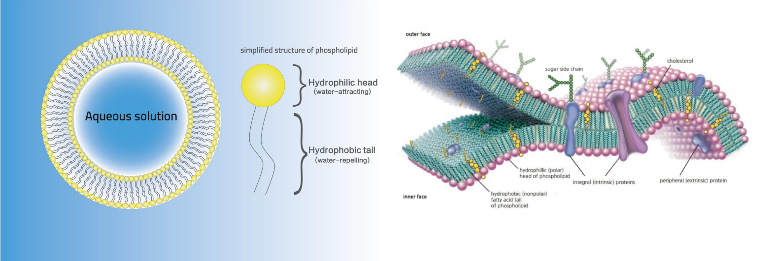 liposomal mean liposomal mean