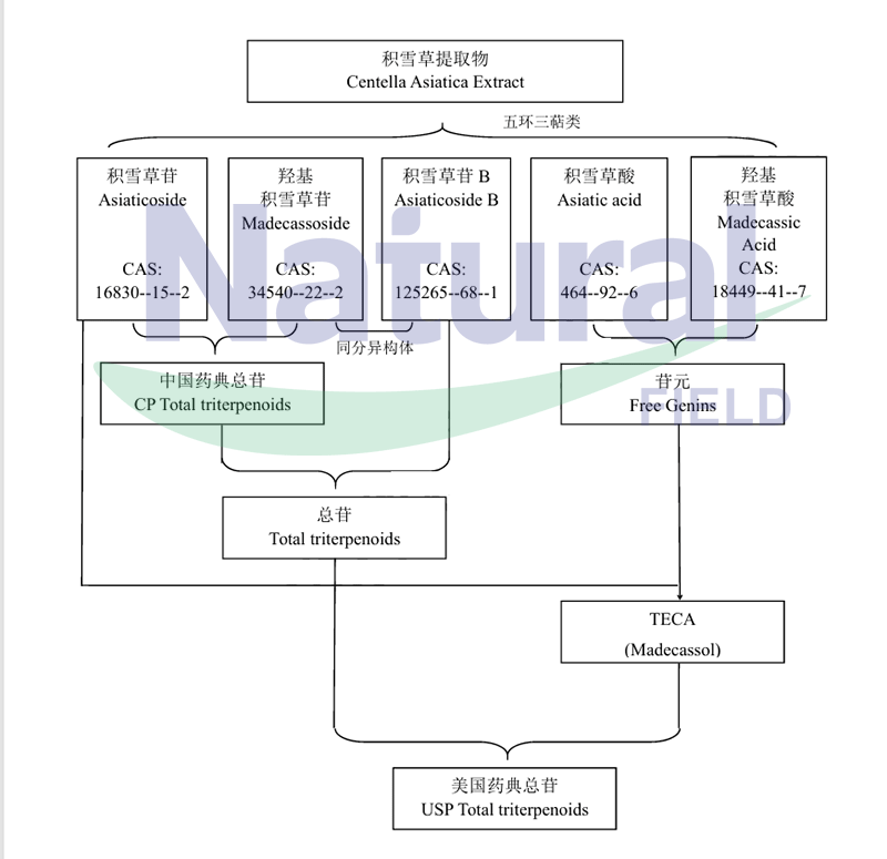 Effective_components_of_centella_asiatica_extract.gif Effective_components_of_centella_asiatica_extract.gif