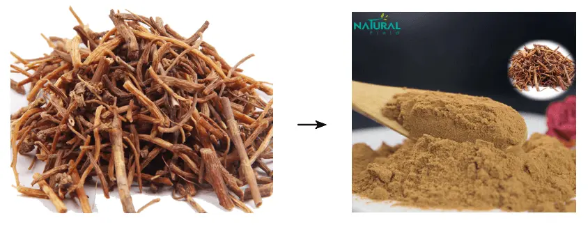 gentian root extract
