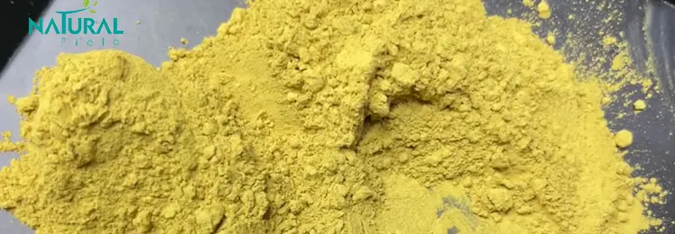 Smoketree Extract Fisetin Powder